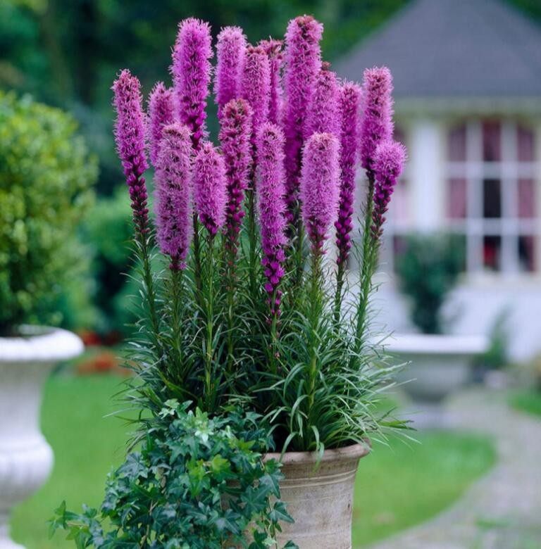四季花镜植物蛇鞭菊蛇鞭草盆栽花苗蛇鞭菊庭院室外多年生草本花卉