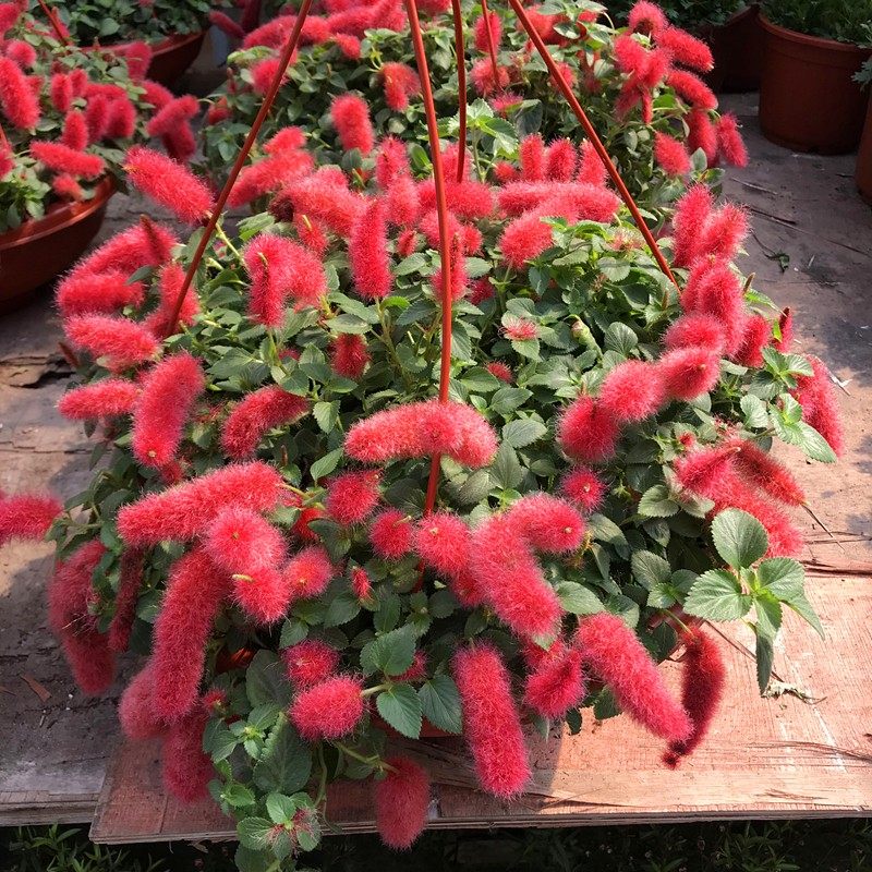 猫尾红盆栽红樱吊兰岁岁红花苗室外阳台庭院夏季耐热垂吊盆栽绿植