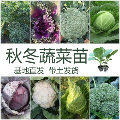 西兰花苗甘蓝花菜生菜莴笋穴盘苗