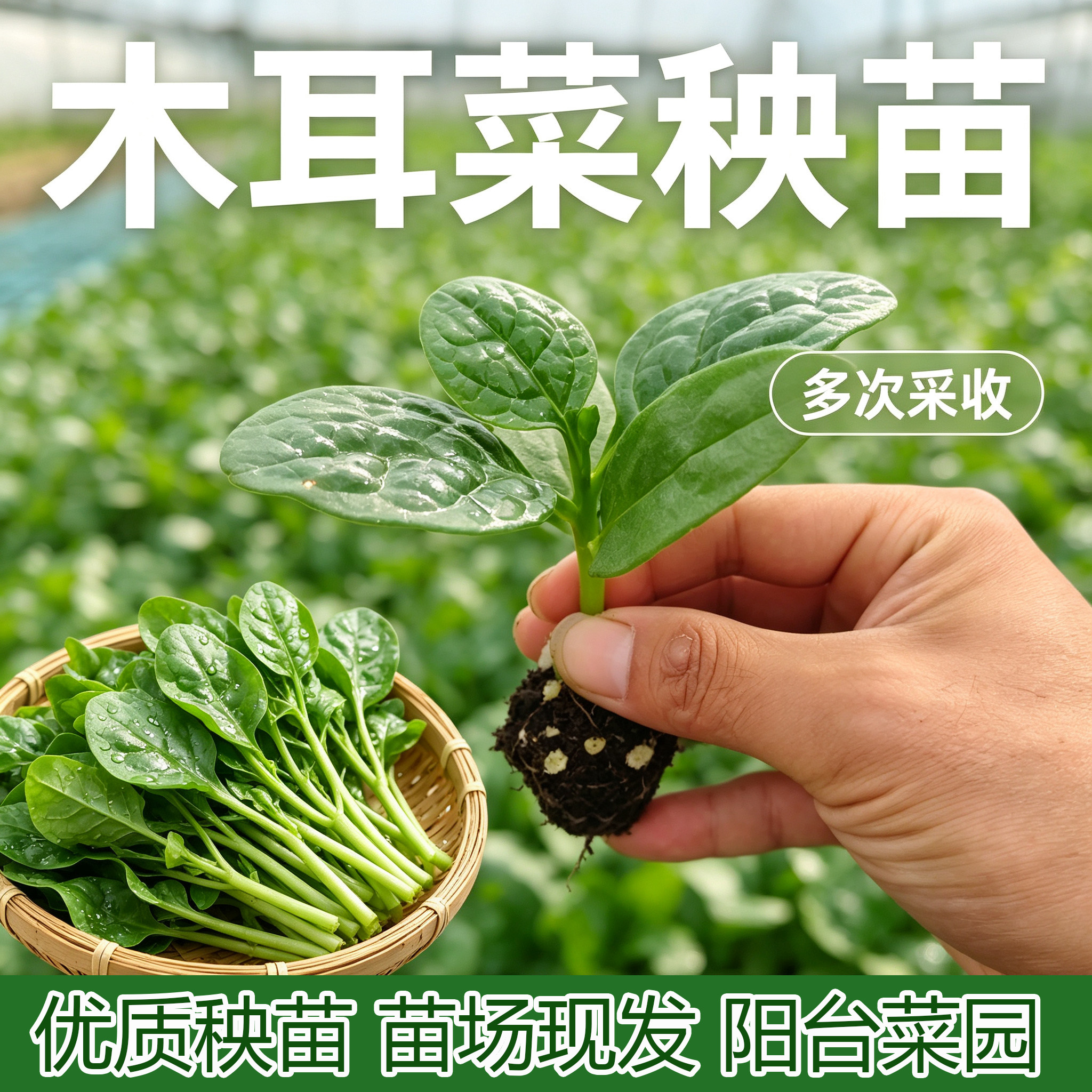 木耳菜秧苗西兰花西兰苔苗
