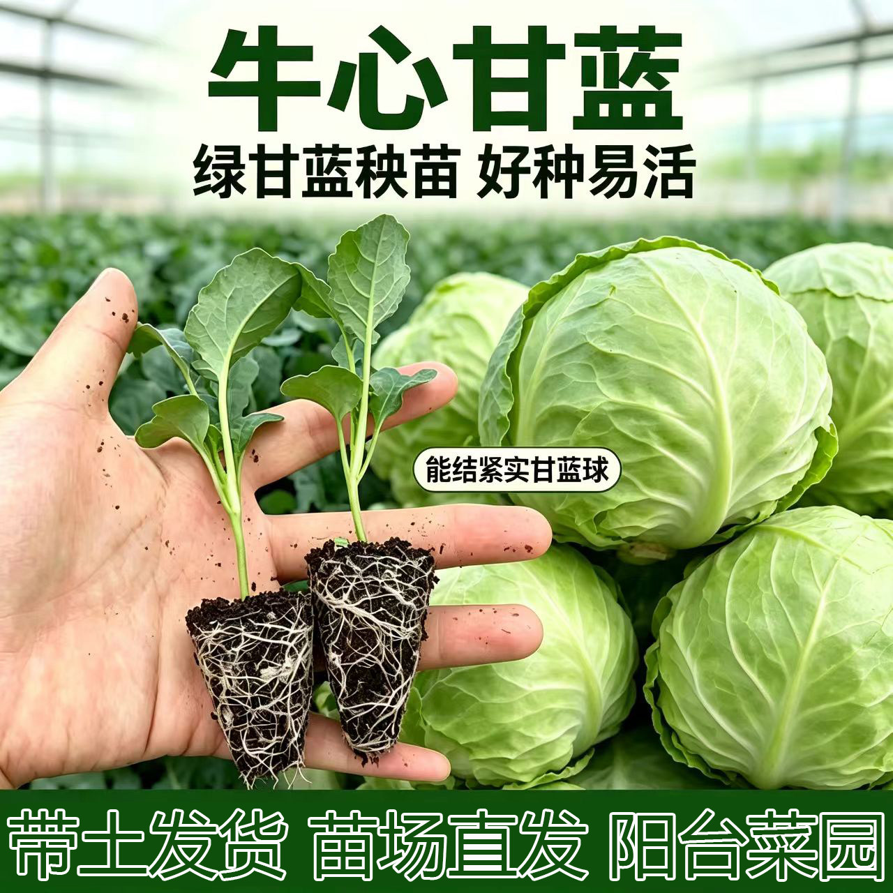 水果绿牛心甘蓝秧苗羽衣甘蓝