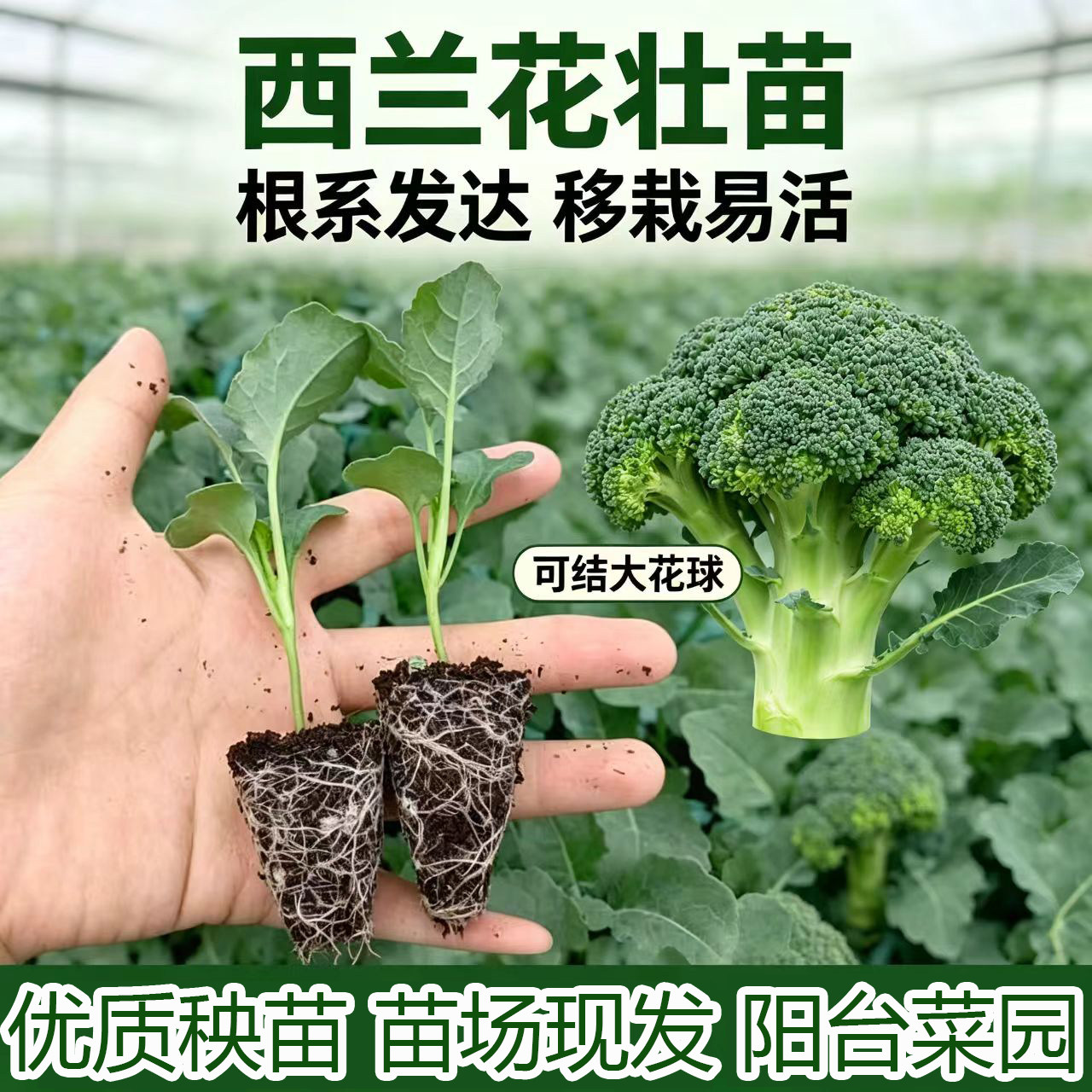 西兰花生菜秧苗芹菜大白菜苗甘蓝