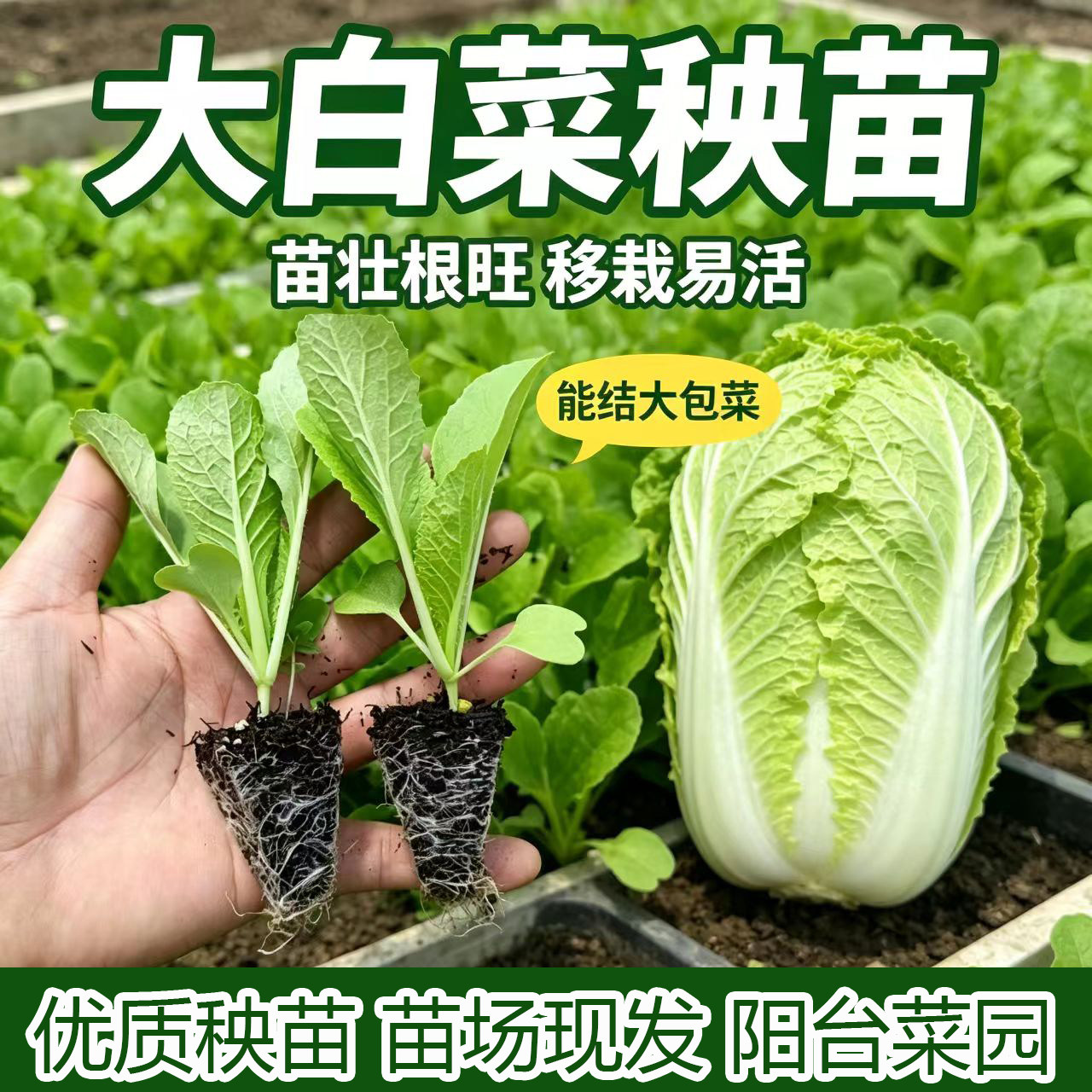 大白菜苗甘蓝生菜西兰花