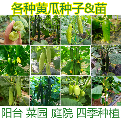 黄瓜秧苗蔬菜苗水果种子