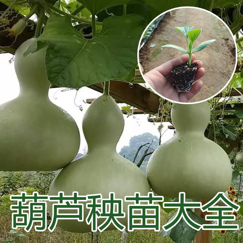 春夏秋手捻小亚葫芦宝葫芦秧苗