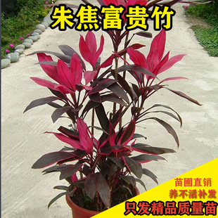 红叶朱焦苗 紫叶富贵竹 水培庭院 绿色植物 树苗盆栽客厅苗圃直销