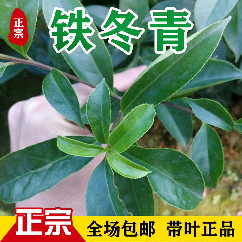 万紫千红铁冬青树苗四季常青庭院绿化树白银香苗山熊胆树苗
