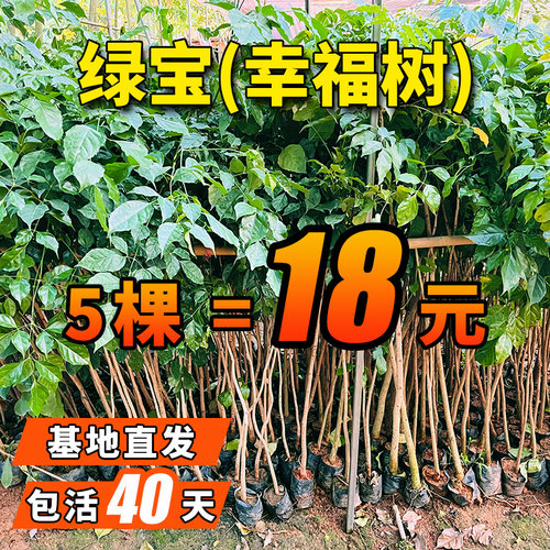 大型幸福树净化空气树苗客厅