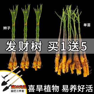 发财树盆栽招财植物室内小苗办公室客厅不含盆辫子树苗桌面树头