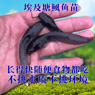 八胡本地大口淡水埃及塘鲺鲶鱼苗塘角鱼批发鲜活特大胡子鲶土塘虱