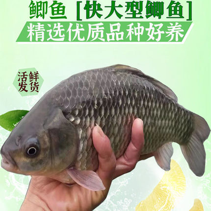 中科鲫鱼苗活鱼苗淡水鱼苗鲫鱼苗特大工程鲫鱼苗四倍六倍体鲫鱼苗