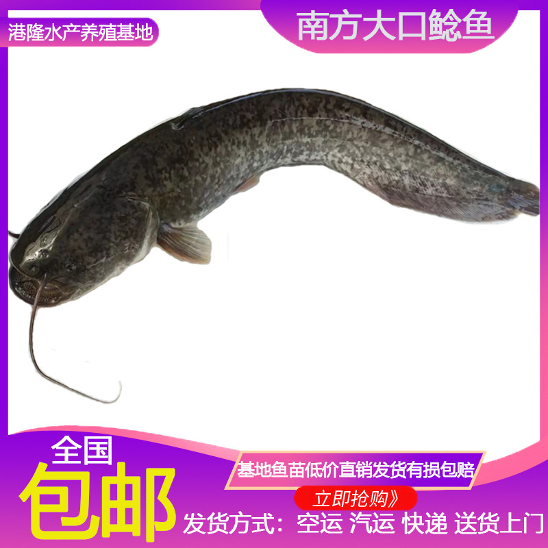 优质南方大口鲶鱼苗 河鲶鱼苗 土鲶鱼 六须鲶鱼淡水二须鱼苗活体