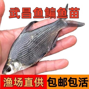 武昌鱼苗淡水养殖食用柳叶鳊鱼扁鱼苗三角团头鲂边鱼苗好养耐活