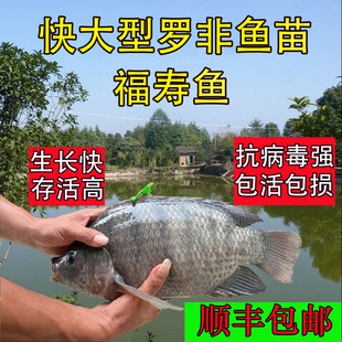 淡水罗非鱼苗特大种批发附近耐寒海南一号抗寒脆肉非洲鲫福寿鱼