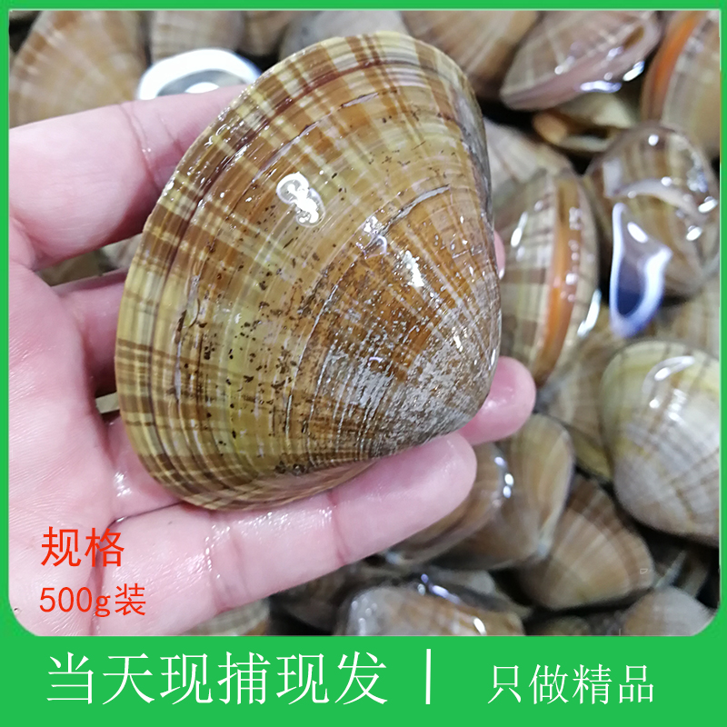 大连文贝鲜活大号无沙野生大黄蚬子贝类生鲜海鲜水产鲜活大文贝|ruв категории водной мясо/свежие фрукты и овощи/еда, морепродукты/водные продукты/изделия, моллюски, мидии - от Buy2taobao.com для оказания профессиональной услуги покупки агента Taobao