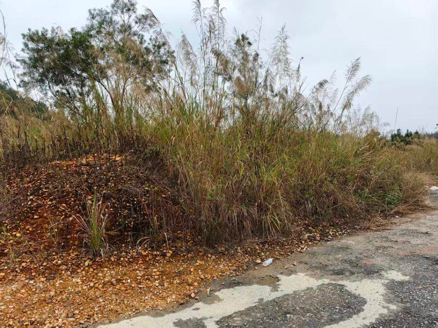 3月8日来宾堆放在象州县高岭公路边的石英岩矿（未筛选）一堆网络拍卖公告