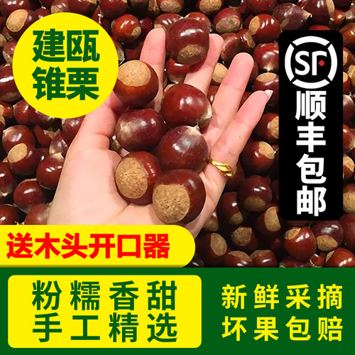 建瓯锥栗顺丰包邮坏果包赔