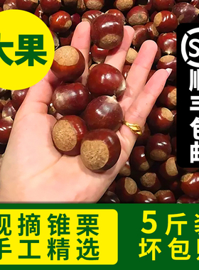 2025高山新鲜建瓯锥栗现摘福建野板栗糖炒栗子5斤大果圆尖生毛栗