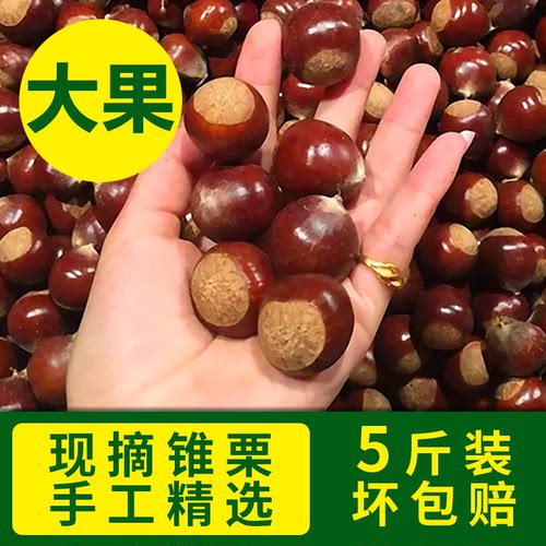 觅农新鲜建瓯锥栗现摘高山油板栗