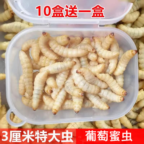 葡萄蜜虫玉米虫活体宠物饲料鱼饵