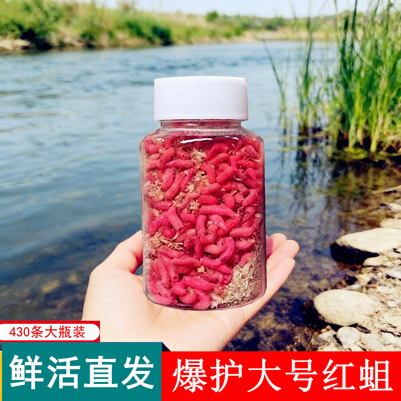 钓鱼活体蛆虫白条溪石斑公鱼白蛆鲜活米粒蛆大号红蛆活虫鲫鱼饵料
