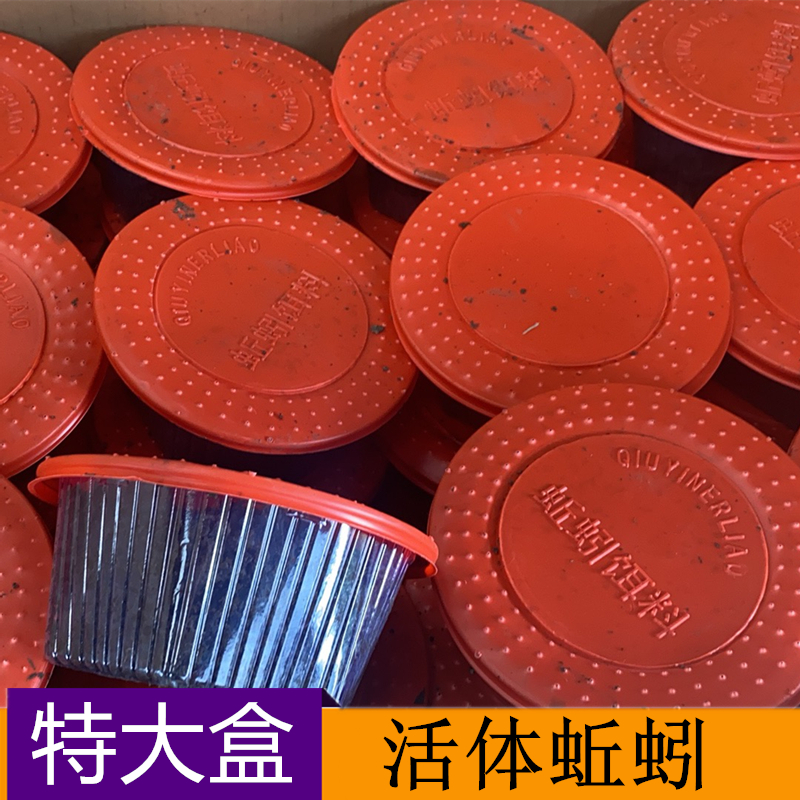 成都大红蚯蚓特大盒装散装鲜活钓鱼蚯蚓活体鱼饵养殖种苗四川重庆