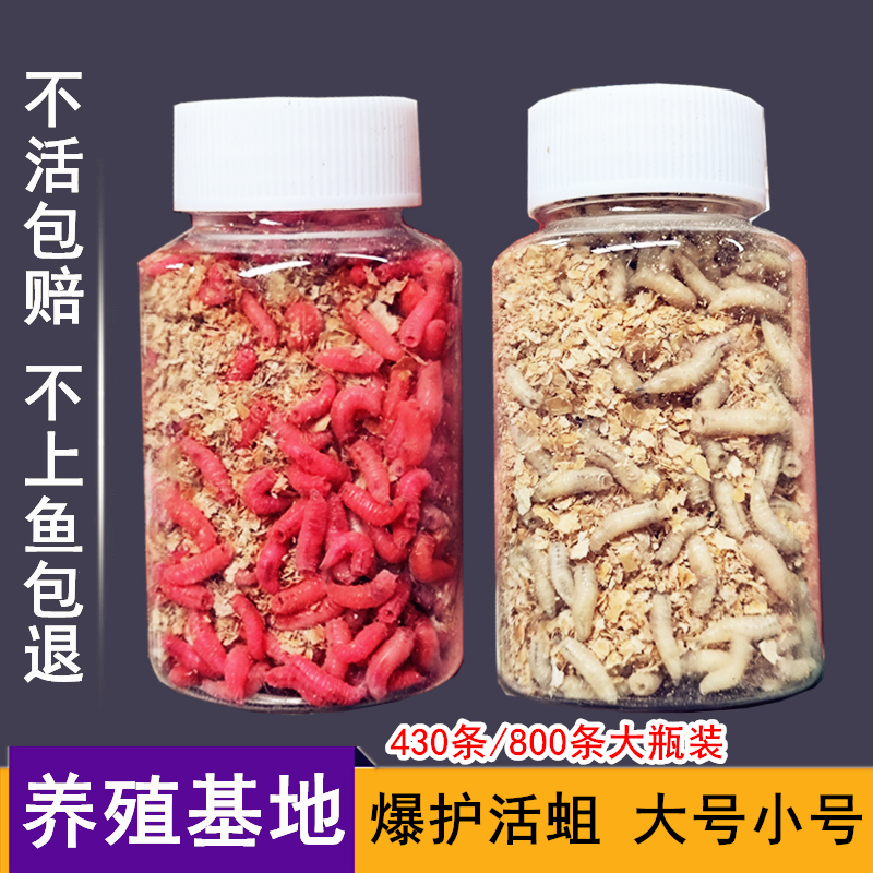 大号红蛆钓鱼鲜活蛆虫鲫鱼饵