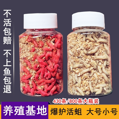大号红蛆钓鱼鲜活蛆虫鲫鱼饵