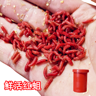 鲜活红蛆虫活体鱼饵爆护活蛆鲫鱼饵料溪石斑白条红虫野钓活虫活饵