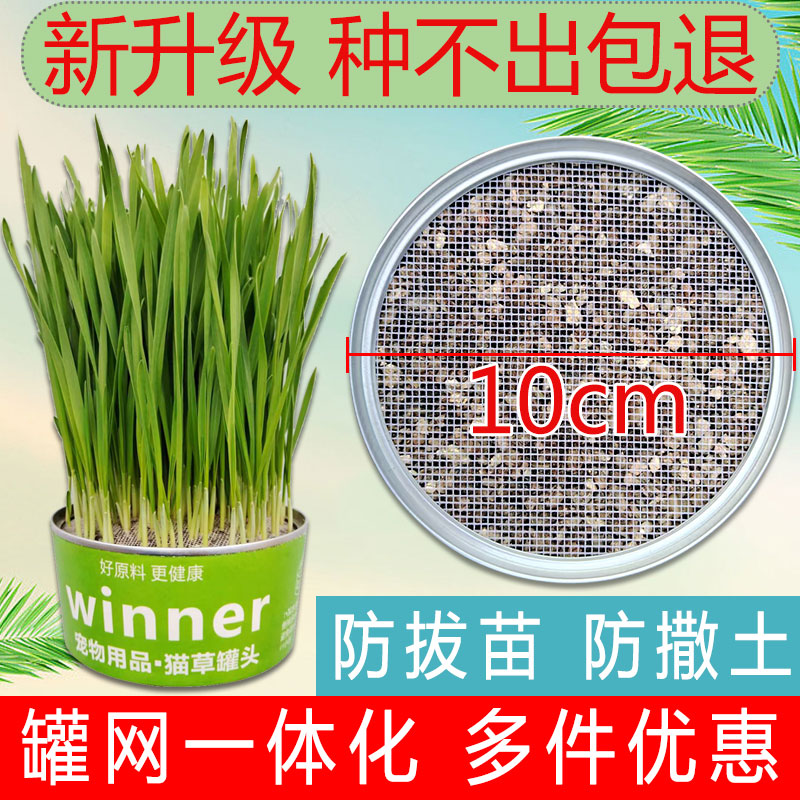 other浇水即长猫草罐头买二送一