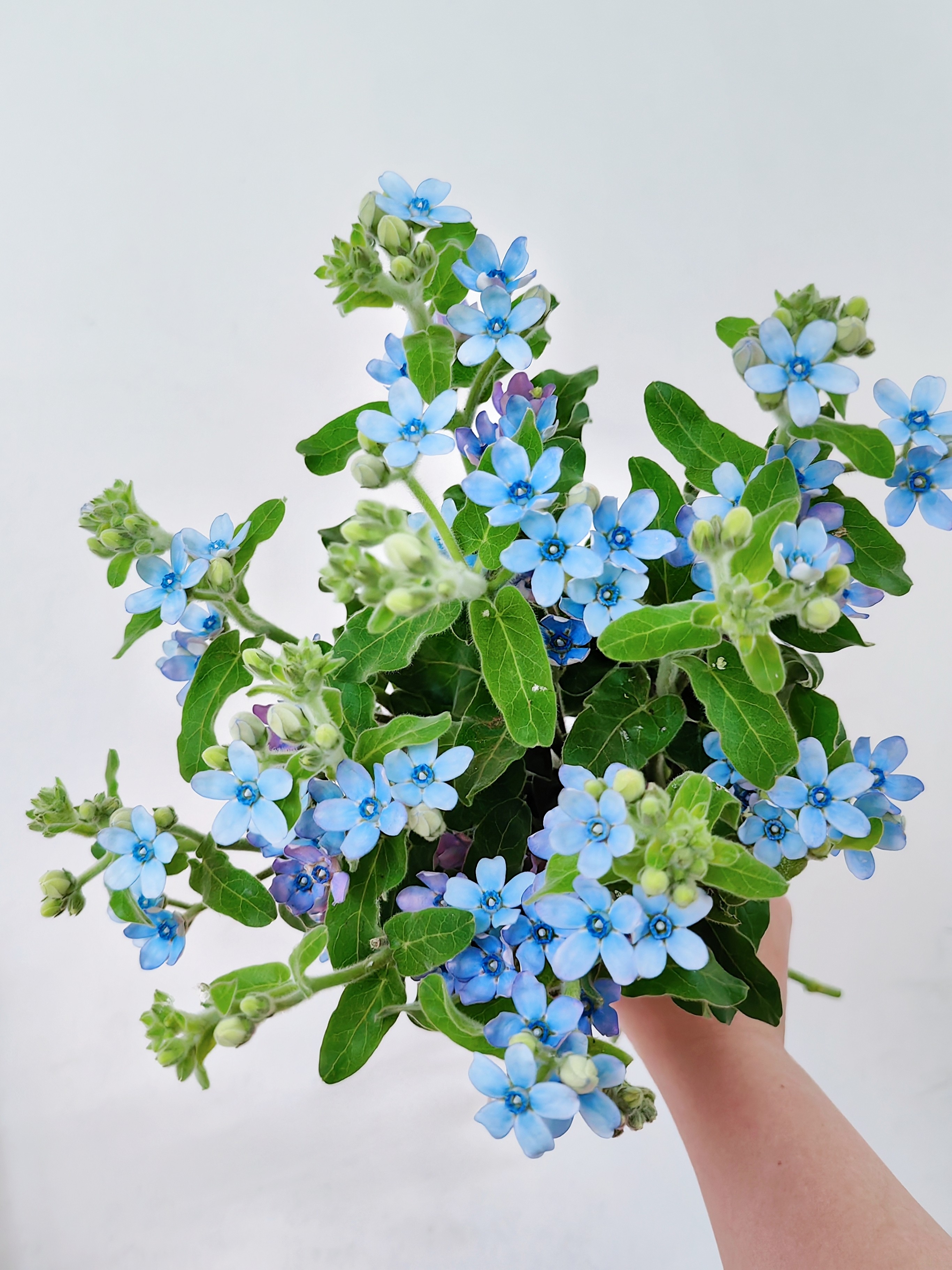 蓝星花鲜切花水养瓶插花束蓝色系清新配花高级小众昆明基地直发