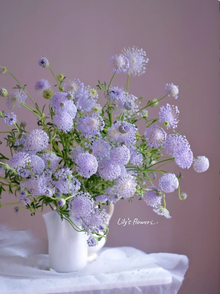 翠珠鲜切花配花仙气十足草花瓶插室内水养昆明直发