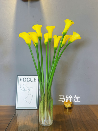 粉色马蹄莲鲜切花火烈鸟高颜值高端小众花材家庭瓶插室内水养昆明