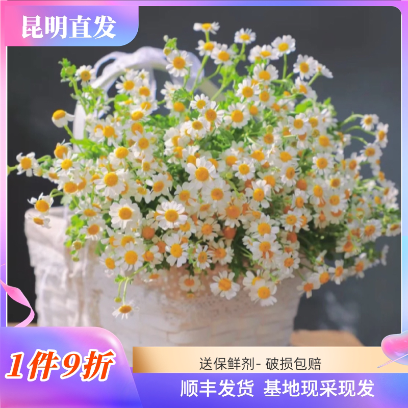 洋甘菊鲜切花小女孩小清新治愈系家庭瓶插ins风百搭花卉昆明基地