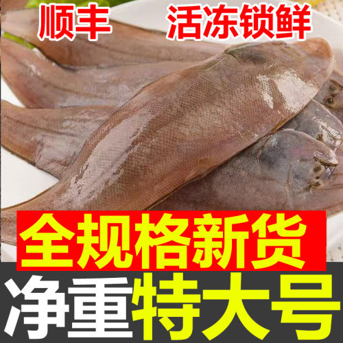 特大号龙利鱼净重无冰顺丰包邮