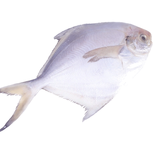 大号银鲳鱼新鲜冷冻昌鱼白仓鱼生鲜白鲳鱼鲳鳊鱼扁鱼平鱼水产海鲜