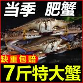 东海梭子蟹新鲜冷冻公蟹当季 捕捞蟹飞蟹白蟹海蟹公蟹母蟹螃蟹批发