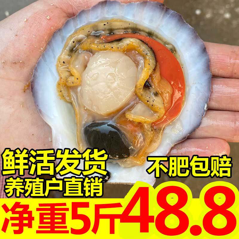 【顺丰到家】新鲜扇贝扇贝肉小红扇贝港湾贝蒜蓉扇贝柱扇贝肉