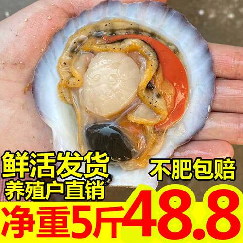 鲜活扇贝港湾贝五斤装顺丰发货