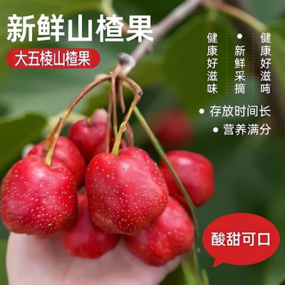 大五棱山楂果果园现摘
