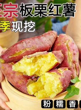 黄心沙地板栗红薯现挖糖心