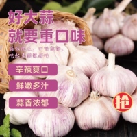 2026年当季紫白皮大蒜新鲜农家自种大蒜头特大果多瓣干蒜蔬菜批发