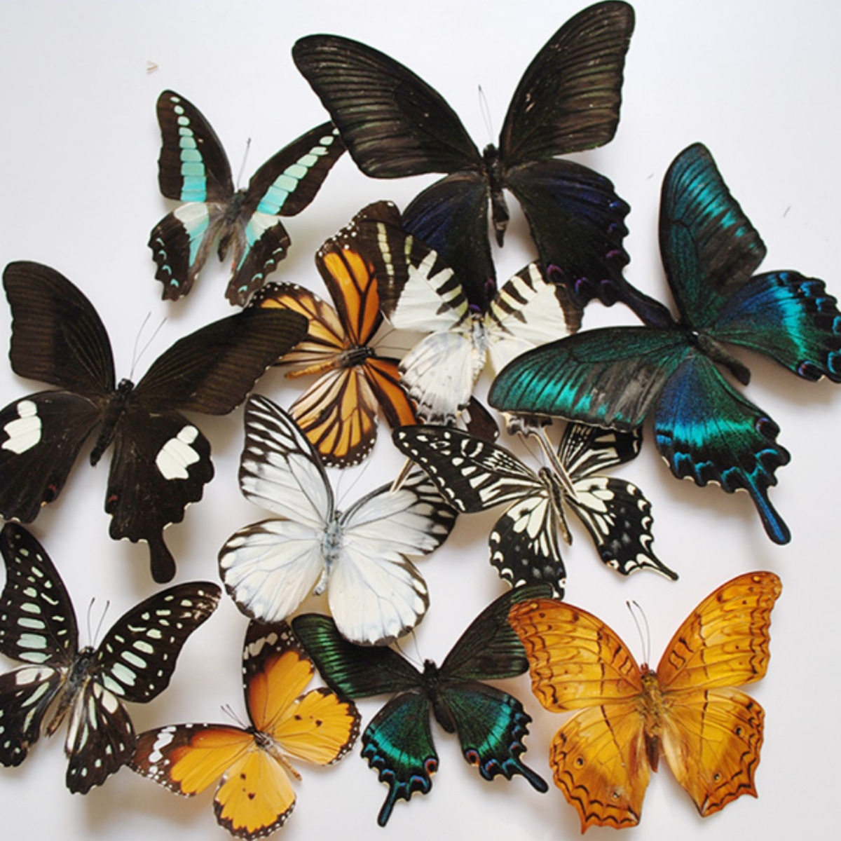 天然真蝴蝶标本已展姿幼儿教学DIY制作道具拍摄科普认知品种自选