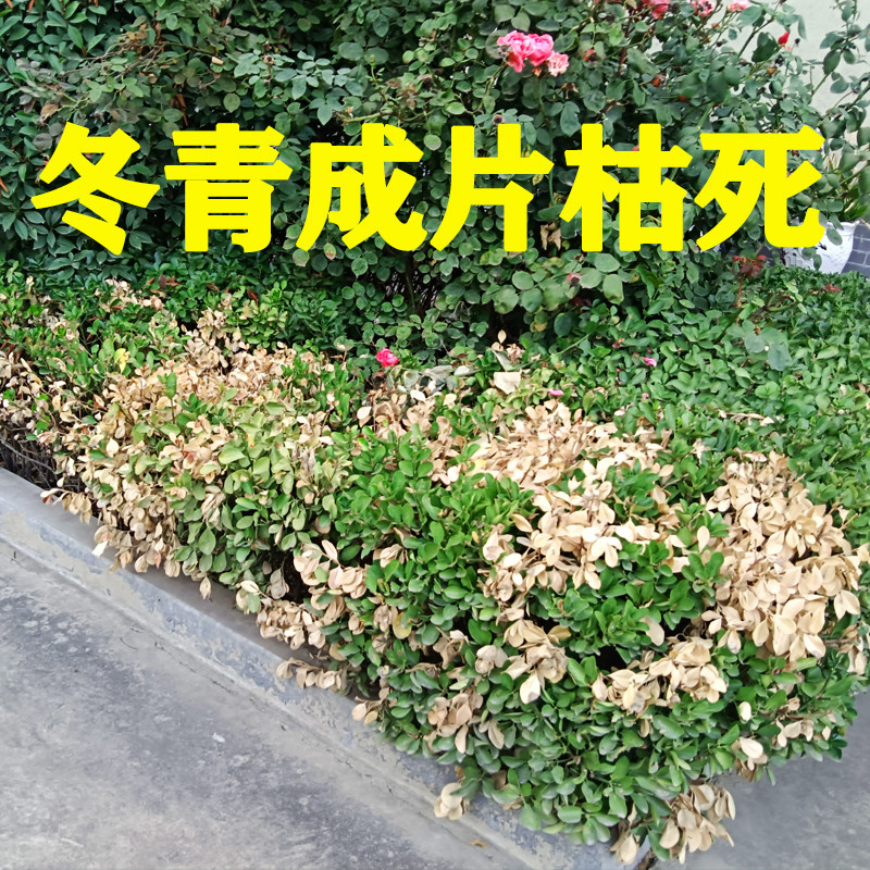 冬青叶子干枯干叶枯死叶黄枯萎红叶石楠黄杨大面积枯枝蛀虫杀虫剂