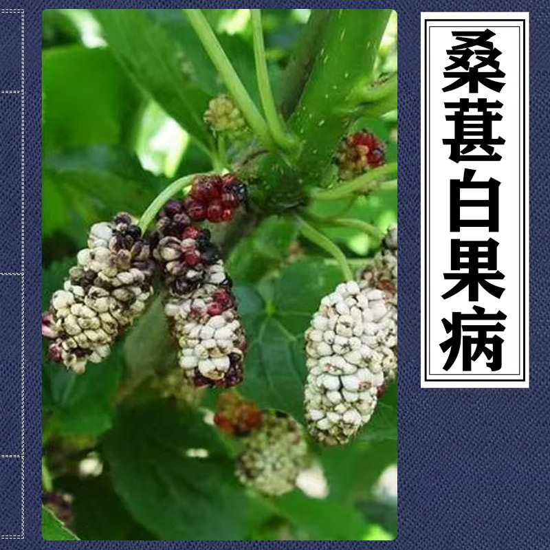 桑葚白果病桑果变白桑椹白果子发白菌核病果肉乳白色灰白色有臭味