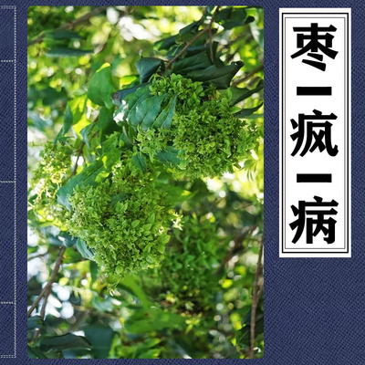 枣树枣疯病丛枝病扫帚病火龙病疯枣树公枣树缩果枣专用防治小叶症