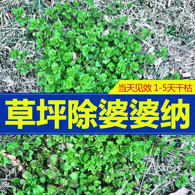 阔立清2号草坪专用除草剂马尼拉百慕大草坪除恶性阔叶杂草婆婆纳
