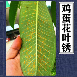 鸡蛋花叶片黄色斑点生叶锈鸡蛋花树有菌起锈掉叶子鸡蛋花叶子锈斑