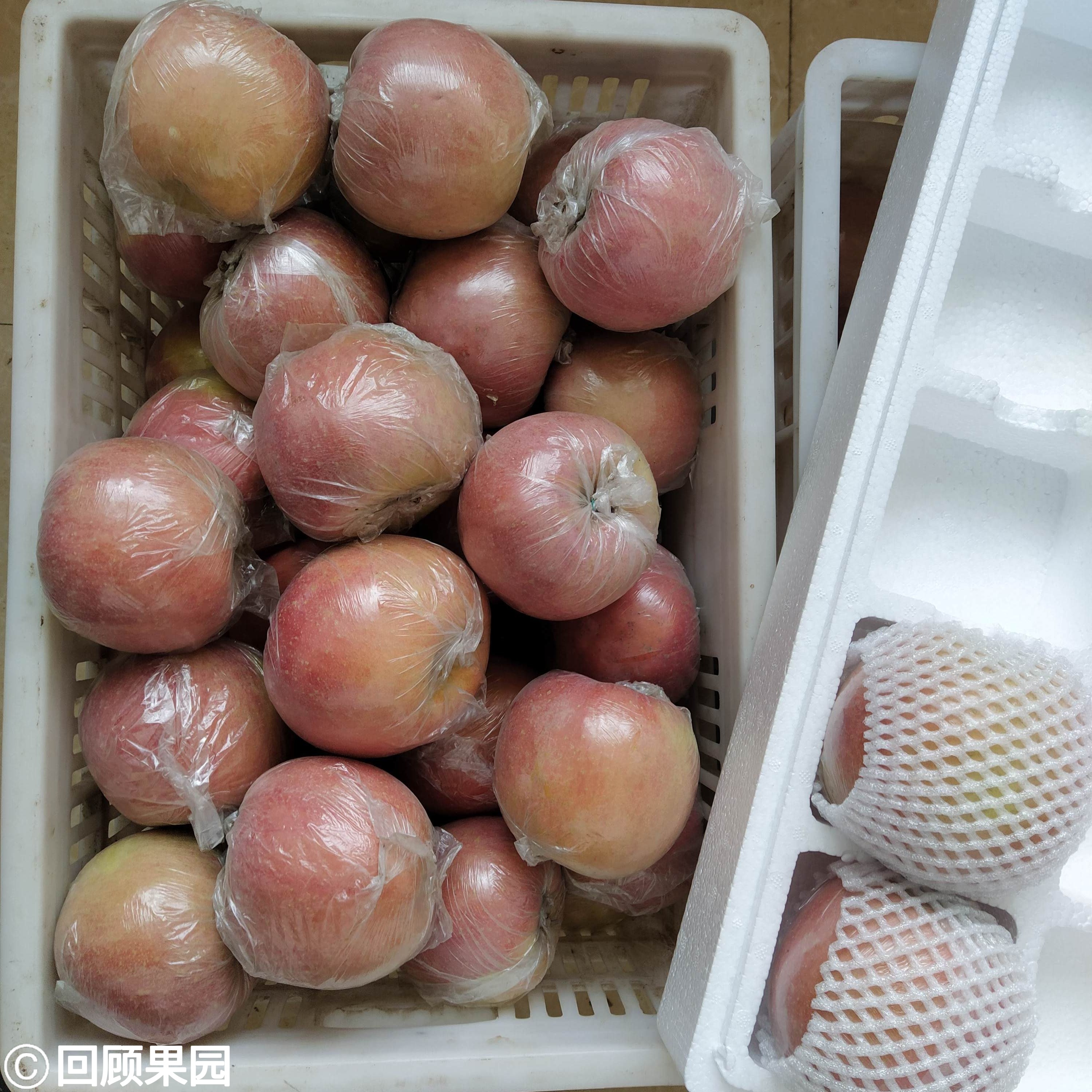 甜脆多汁大沙河苹果大果富士