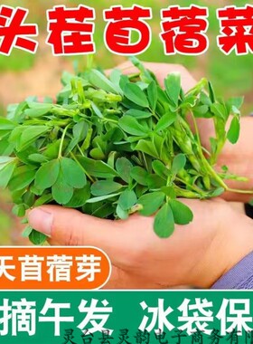 2025食用苜蓿菜芽苗新鲜嫩芽叶农家草头现摘发头茬上海金花菜三叶